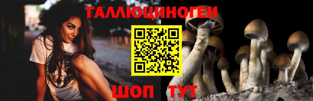 Галлюциногенные грибы Psilocybe  Чебоксары 